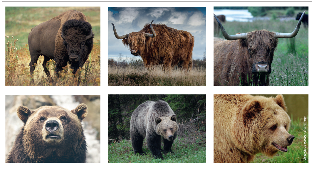 Рис. 2. Примеры образов обычных быков и медведей, которые могут быть использованы для обучения сверточных нейросетей