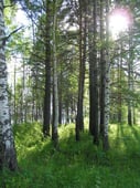 Федеральное агентство лесного хозяйства