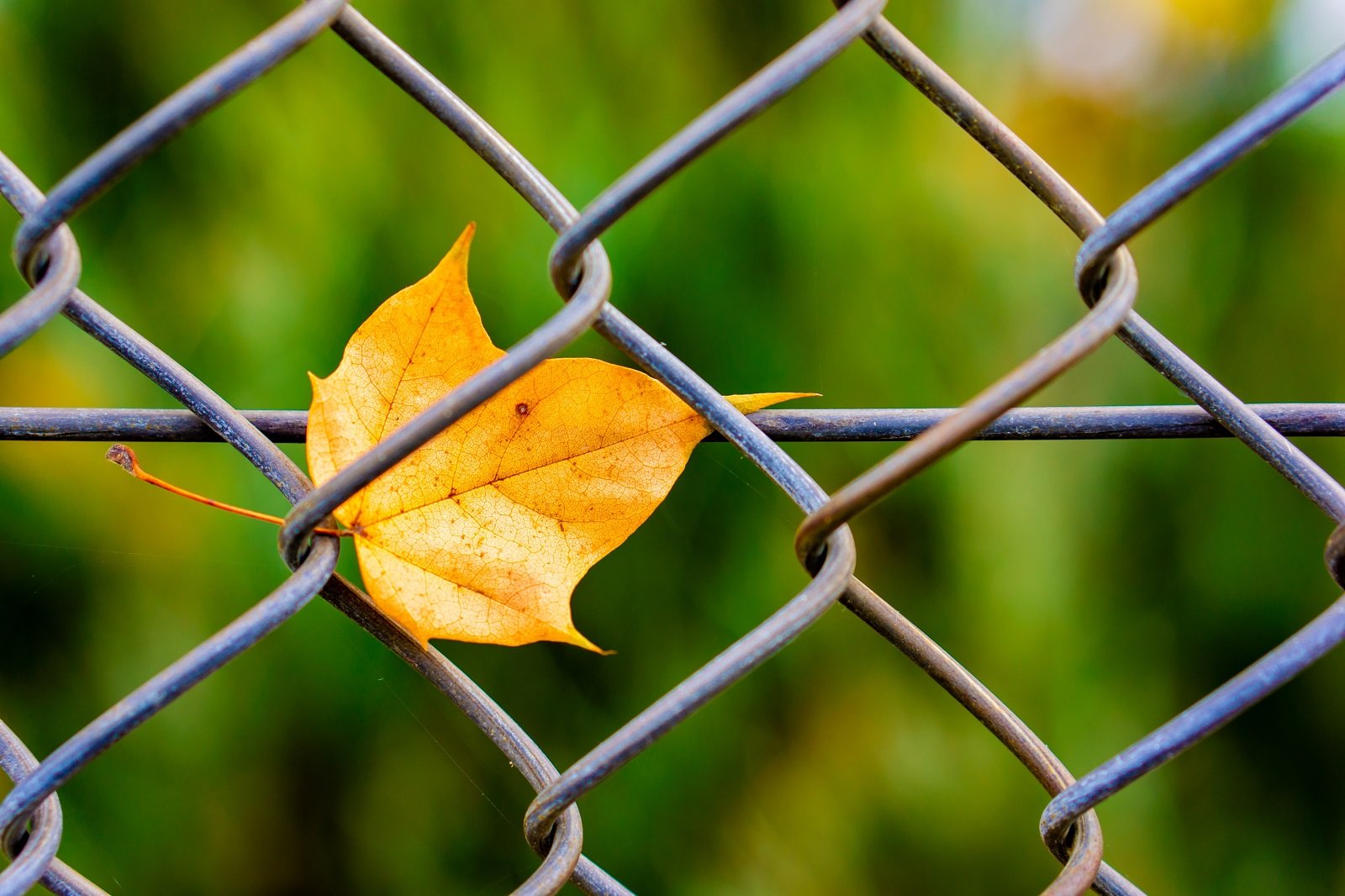 mesmerizing-view-of-a-yellow-leaf-stuck-on-a-metal-fence-in-the-park