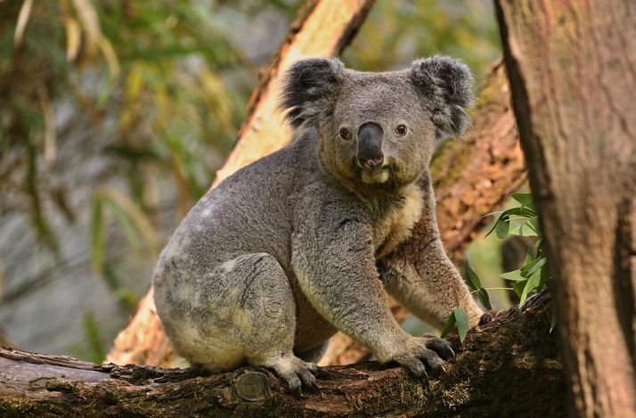 коала