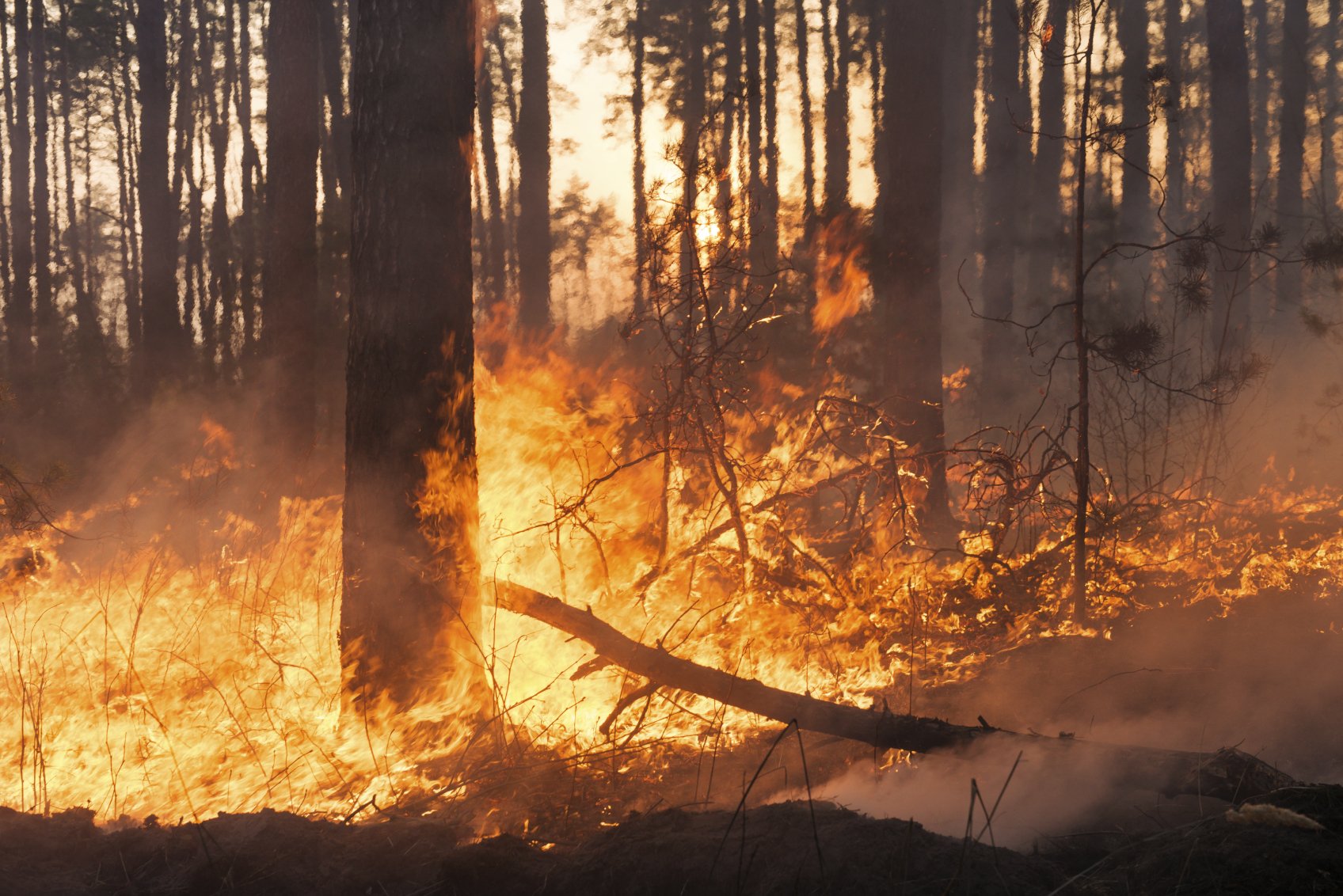 Нейросеть занялась мониторингом лесных пожаров